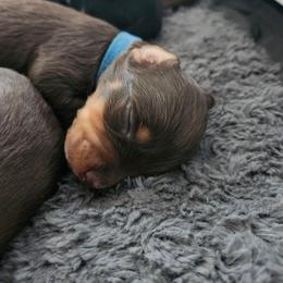 Boy 1 - Chocolate and tan male Dachshund puppy in Amarillo, Texas from Panhandle Dashing Doxies