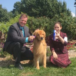 Golden Retriever All Grown Up from Firefly Cottage Golden Retrievers