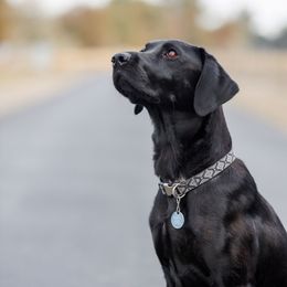 Lady - Labrador Retriever