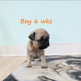 Boy orange - Fawn male Pug puppy in Medina, Ohio from T Tiny Treasures