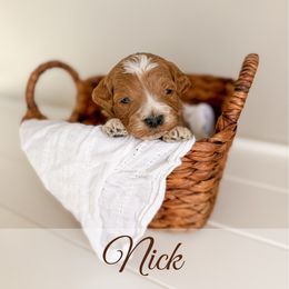 Nick - Red  male Goldendoodle puppy in Melba, Idaho from KZ Doodles