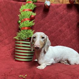 Heidi - Dachshund
