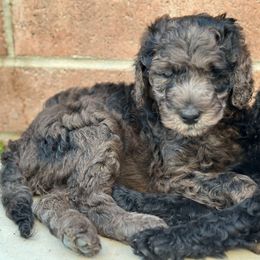 Magenta Girl - Merle female Goldendoodle puppy in San Diego, California from Sensational Doodles