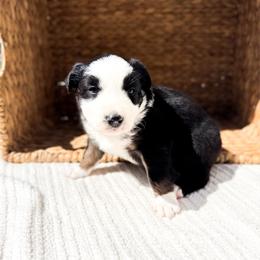 Bucky - Black tri-color male Australian Shepherd puppy in Unionville, Iowa from Soap Creek Kennels