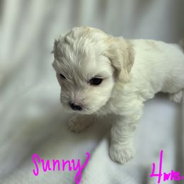 Maltipoo Puppies from Missy's Little Garden
