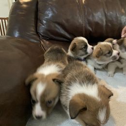 Pembroke Welsh Corgi Puppies from West Houston Corgis