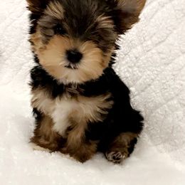 Yorkshire Terrier Puppies from The Royal Yorkie Den LLC
