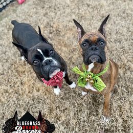 Boxer All Grown Up from Bluegrass Brawn Boxers