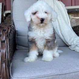 Fiona - Tri-color female Bernedoodle puppy in Holtwood, Pennsylvania from Country Ridge Puppies