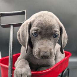 Kane - Blue male Weimaraner puppy in Evart, Michigan from Drehbar Weimaraners