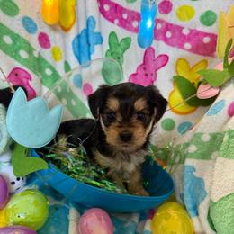 Peep 2 - Black and tan male Morkie puppy in Lawrenceville, Georgia from Georgias Finest Puppies