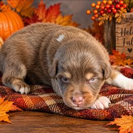Mars - Red tri-color male Australian Shepherd puppy in Fultonville, New York from Sandy Aussies, Mini Dachshunds & Pomeranians