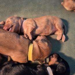 Dachshund Puppies from Rebeka Davy