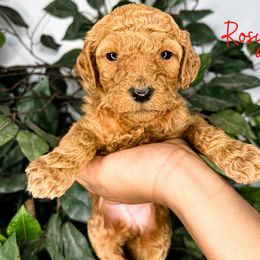 Goldendoodle and Poodle Puppies from The Henry Doodles