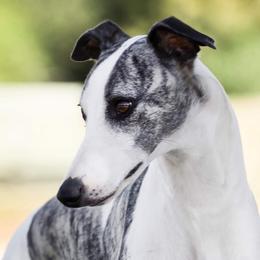 Bunny - Whippet