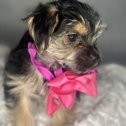 Kayla - Black & tan tri-color female Morkie puppy in Concord, California from Puppy Boutique