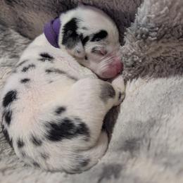 Purple collar Harlequin female - Harlequin female Great Dane puppy in Brooksville, Florida from Follow My Lead Great Danes