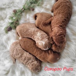 Cavapoo and Dachshund Puppies from Barnyard Dachshunds, Dals & Doodles