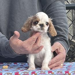 Boy 1 - Red and white male English Toy Spaniel puppy in Bloomington, Indiana from Clussexx Kennels
