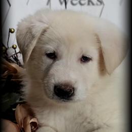 Apollo - White male German Shepherd puppy in Sequim, Washington from German Shepherd Haus