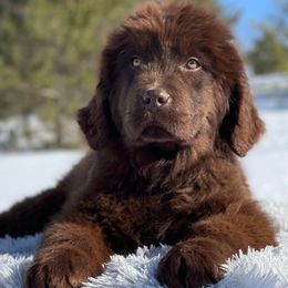 Girl 1 - Brown Newfoundland puppy in Sears, Michigan from Country Road Newfoundlands