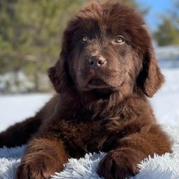 Girl 1 - Brown Newfoundland puppy in Sears, Michigan from Country Road Newfoundlands