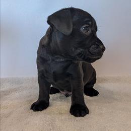 Nipsey Daiser - male Patterdale Terrier puppy in Yucaipa, California from Moormont Kennels
