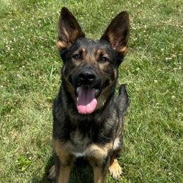 German Shepherds from Haus der Höllenhunde