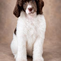 Eloise - Parti female Poodle puppy in Lecanto, Florida from Lecanto Puppy