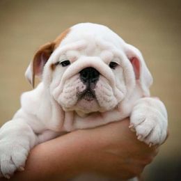 Bulldog and Shetland Sheepdog Puppies from Smooch-A-Bulls English Bulldogs & M&M Shelties