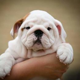 Bulldog and Shetland Sheepdog Puppies from Smooch-A-Bulls English Bulldogs & M&M Shelties