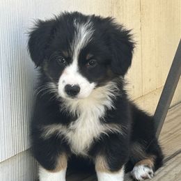 Chunky Monkey - Black tri male Miniature American Shepherd puppy in Central Islip, New York from Fifth Avenue Australian Shepherds