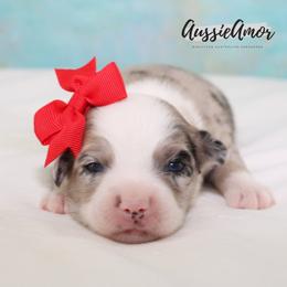 Bi Blue Merle - Blue merle female Miniature Australian Shepherd puppy in Pinehurst, Texas from Aussie Amor