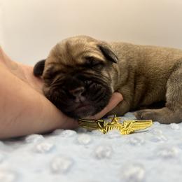 Bullmastiff Puppies from Meteora Bullmastiffs