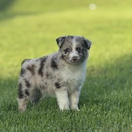 Pringles - Red merle female Australian Shepherd puppy in Argyle, Iowa from Country Time Kennels