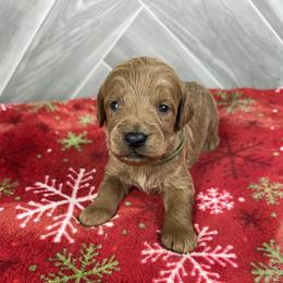 Rocky - Apricot male Goldendoodle puppy in Millersburg, Ohio from Ohio Puppy Paws