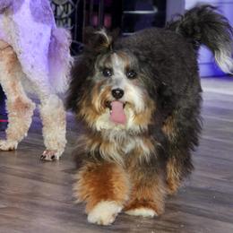 Harley - Bernedoodle