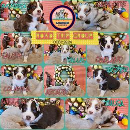 Australian Shepherd Puppies from Lakeside Aussies