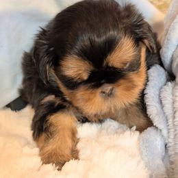 Shih Tzu Puppies from Shih Tzu Cottage