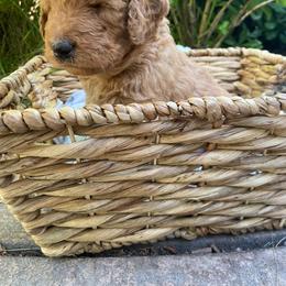 Goldendoodle Puppies from Doodle Devotion