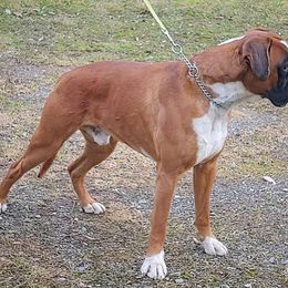 Mylo - Boxer