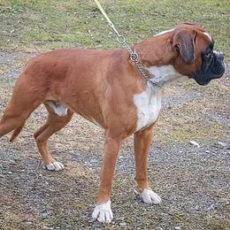 Mylo - Boxer
