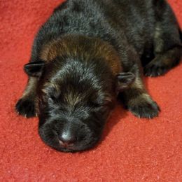 German Shepherd Puppies from Persevere Kennels