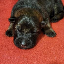 German Shepherd Puppies from Persevere Kennels