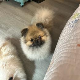 Sparkle Plenty Sapphire Rose of Notorious - Cream sable female Pomeranian puppy in Wilmington, North Carolina from Sparkle Plenty Poms