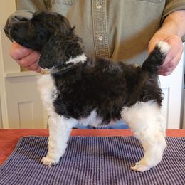 Poodle Puppies from Chapel Hill Poodles