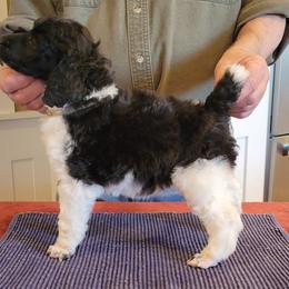 Poodle Puppies from Chapel Hill Poodles