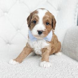 Apollo - Red  male Goldendoodle puppy in Sterling, Illinois from Charley's Goldendoodles