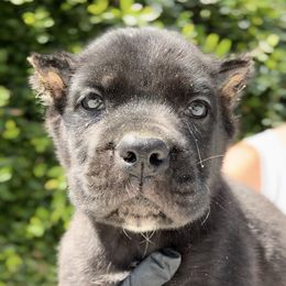 Female 2 - Black female Cane Corso puppy in California from Donato Kennels