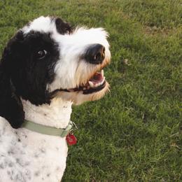 Claraabelle - Goldendoodle